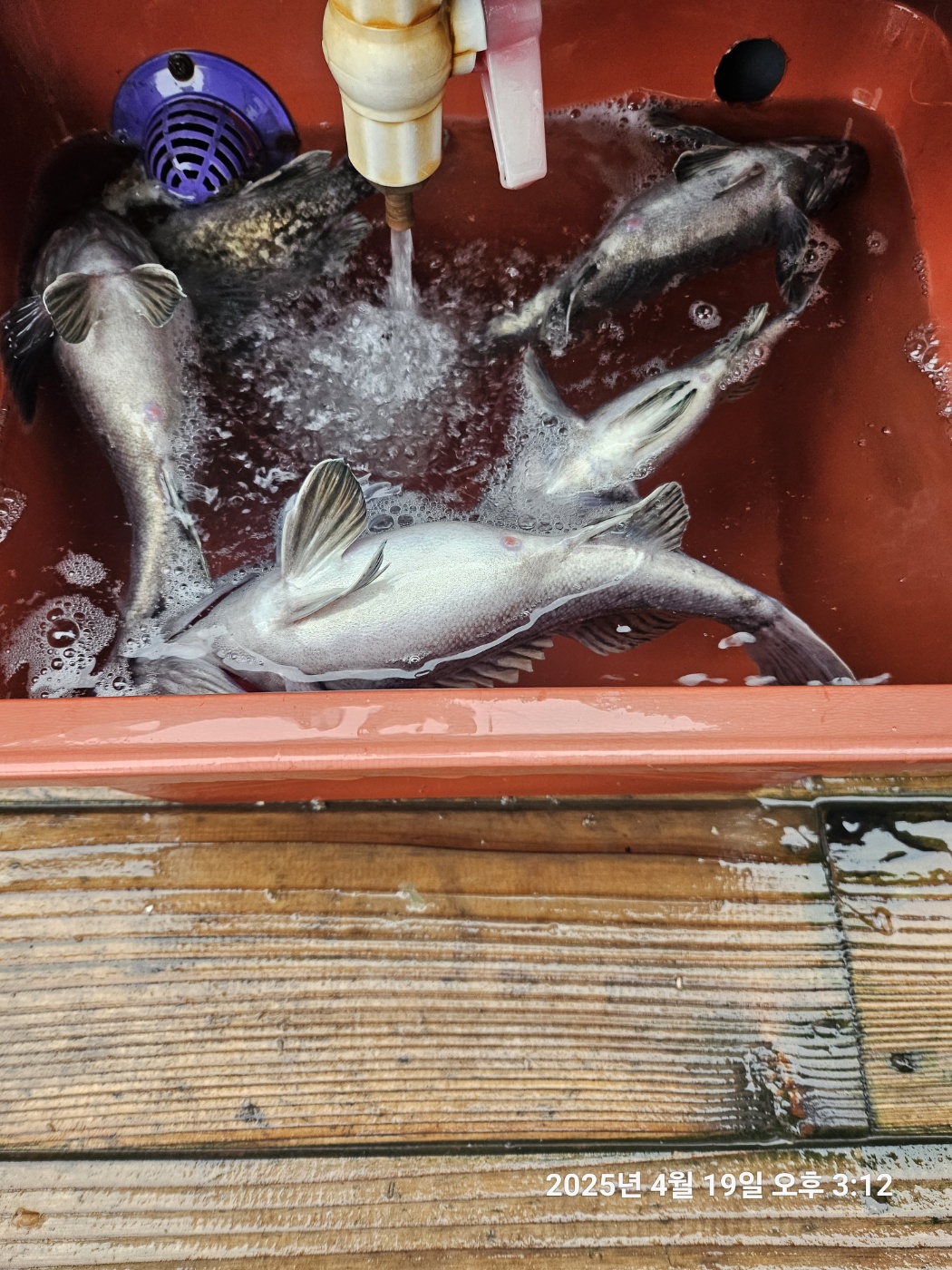 태안 체험낚시 우럭 손 맛을 느끼자!